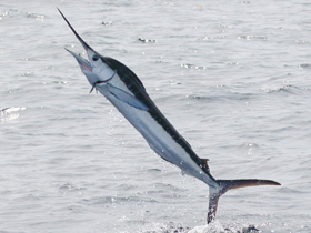 Фото Белый марлин