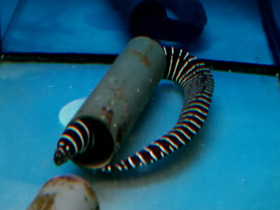 Смотреть фото Мурена-зебра Фото Мурена-зебра