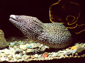 Леопардовая мурена Леопардовая мурена