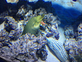 Фото Зелёная мурена