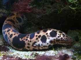 Смотреть фото Тигровая мурена Фото Тигровая мурена