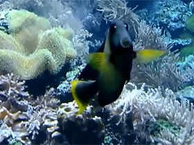 Фото Шоколадный хирург