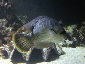 Смотреть фото Полосатый хирург-ктенохет Фото Полосатый хирург-ктенохет