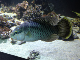 Смотреть фото Полосатый хирург-ктенохет Фото Полосатый хирург-ктенохет