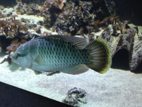 Смотреть фото Полосатый хирург-ктенохет Фото Полосатый хирург-ктенохет