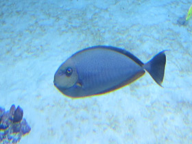 Фото Синешипая рыба-носорог