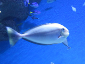 Фото Синешипая рыба-носорог