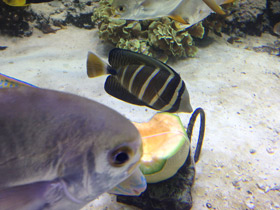 Фото Чернополосая парусная зебрасома