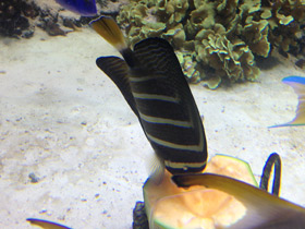 Фото Чернополосая парусная зебрасома