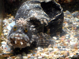 Фото Японская мохнатоголовая собачка