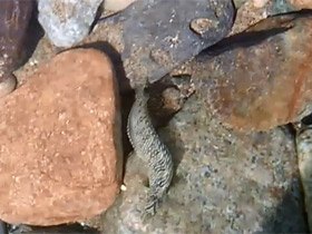 Смотреть фото Морская собачка-павлин Фото Морская собачка-павлин