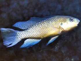 Фото Алколапия