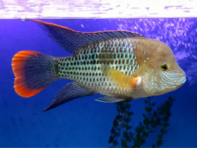 Смотреть фото Бирюзовая акара Фото Бирюзовая акара