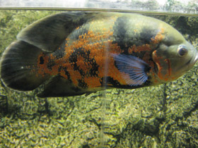 Смотреть фото Глазчатый астронотус Фото Глазчатый астронотус