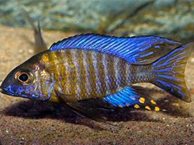 Фото Аулонокара Этельвин