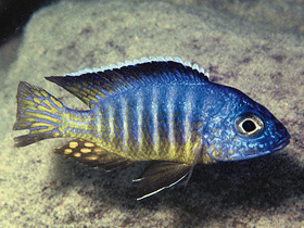 Фото Полуночный павлин