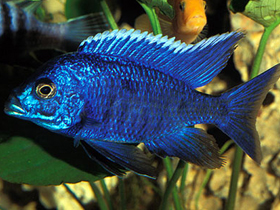 Смотреть фото Королева Ньяса Фото Королева Ньяса