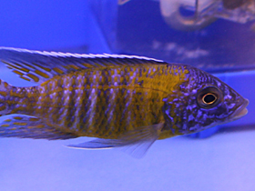 Фото Аулонокара Стевена