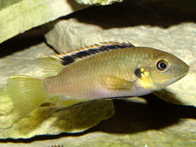 Фото Черноплавниковый бенитохромис