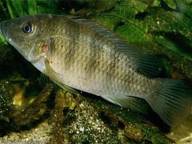 Фото Chromidotilapia regani