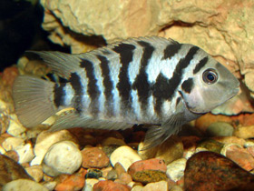 Смотреть фото Чернополосая цихлазома Фото Чернополосая цихлазома