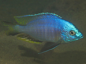 Фото Черноплавничный копадихромис