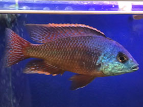 Фото Хаплохромис боадзулу