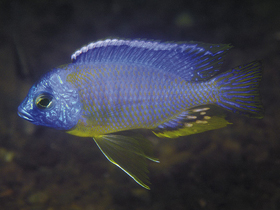 Фото Копадихромис мбенджи