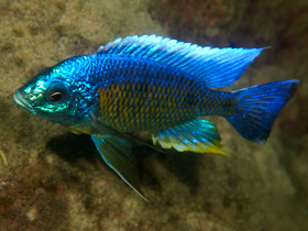 Фото Копадихромис вердуини