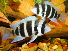 Фото Лобастая цифотиляпия