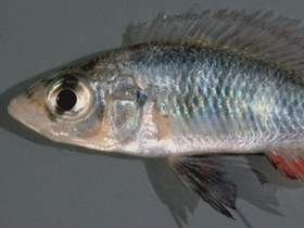 Фото Haplochromis argens