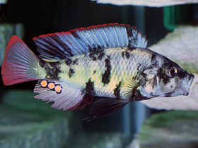 Фото Пестрый паралабидохром