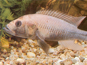 Фото Haplochromis dichrourus