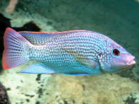 Фото Haplochromis fasciatus