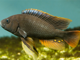Фото Haplochromis igneopinnis