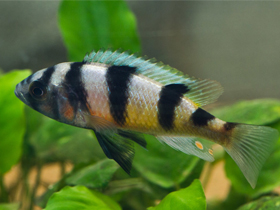 Фото Широкополосая астатотиляпия