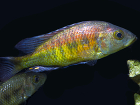 Фото Оливковый липохром