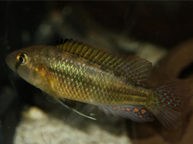 Фото Haplochromis tweddlei