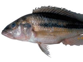 Фото Haplochromis vonlinnei