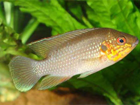 Фото Десятиштриховый хромис-красавец