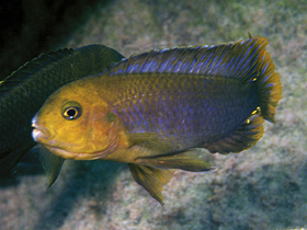 Фото Ржавая цихлида