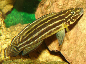 Смотреть фото Юлидохромис регана Фото Юлидохромис регана