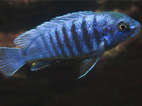 Смотреть фото Лабидохромис Фрайберга Фото Лабидохромис Фрайберга