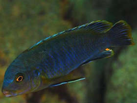 Фото Разнозубый лабидохромис