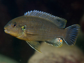 Фото Лабидохром Мбенджи