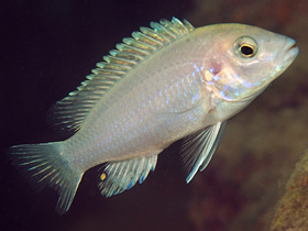 Фото Лабидохром Мумбо