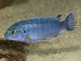 Фото Линейный лабидохром