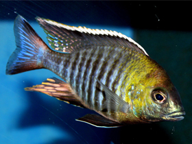 Фото Прибрежный летринопс