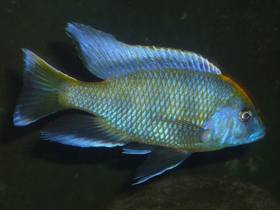 Фото Мелкозубый летринопс