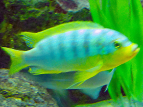 Фото Желтогорлый псевдотрофеус